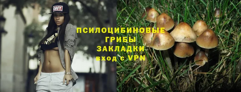 дарнет шоп  Шацк  Псилоцибиновые грибы Magic Shrooms 